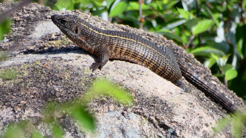 Riesenschildechse Matobosuraus validus.jpg